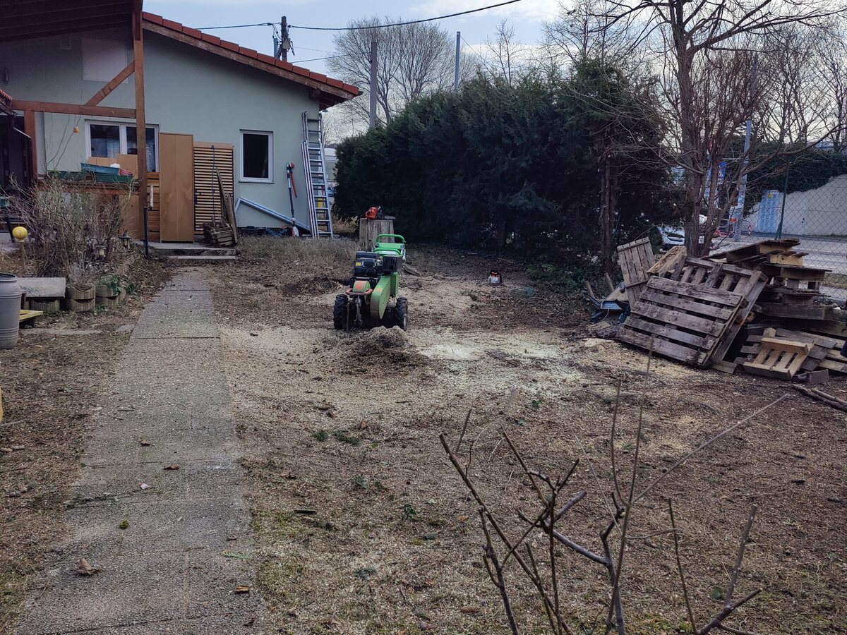 Dvorište posle sečenja tri stabla, odvoza materijala i frezovanja panjeva