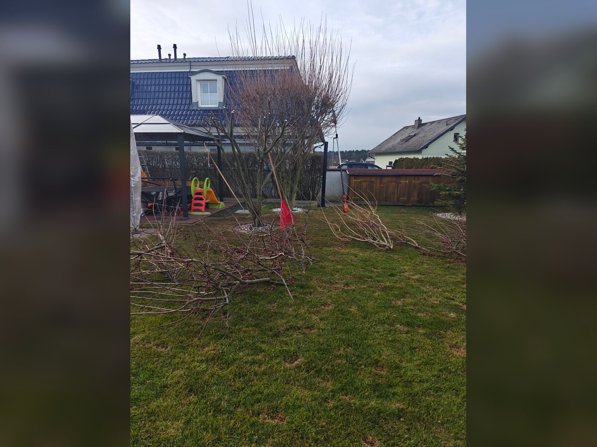 Ukrasno drveće pre orezivanja